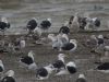 Caspian Gull at Hole Haven Creek (Steve Arlow) (76609 bytes)